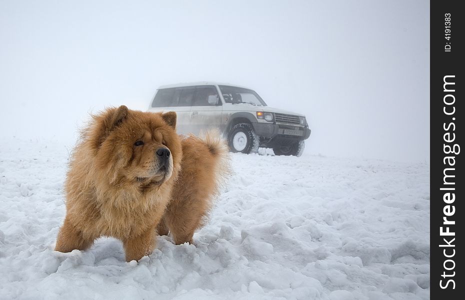 Chow-chow at winter time during offroad competition. Chow-chow at winter time during offroad competition