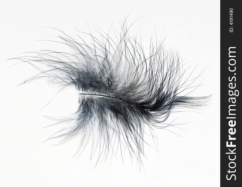 A blue feather on white background