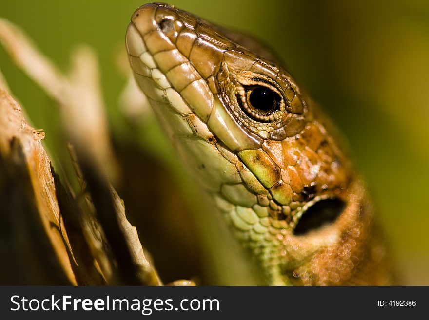 This small lizard got used to my presence, and it let me to get close enough to take this shot.