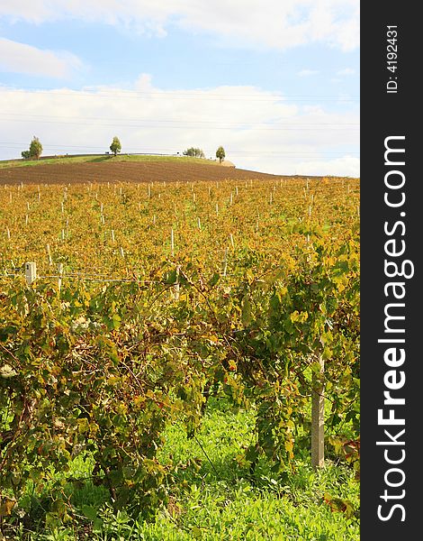 Yellow autumn vineyards