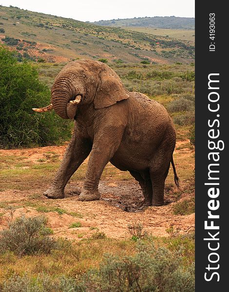Elephant bull climbing out of a mudhole. Elephant bull climbing out of a mudhole