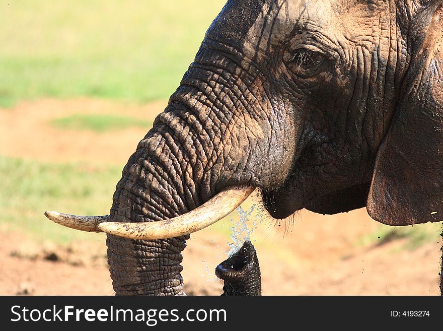 African Elephant Bull showing trunk and tusk