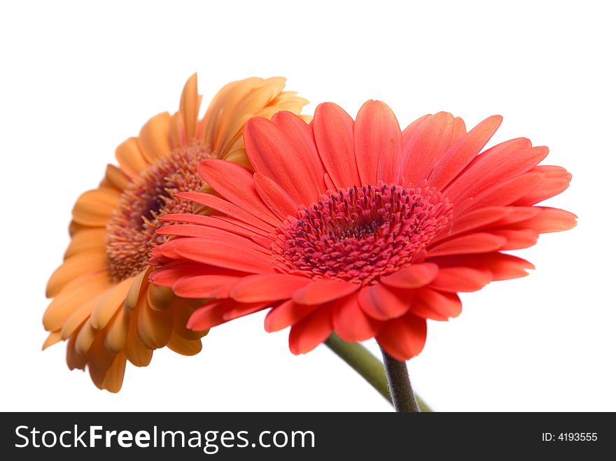 Flowers Isolated on white background