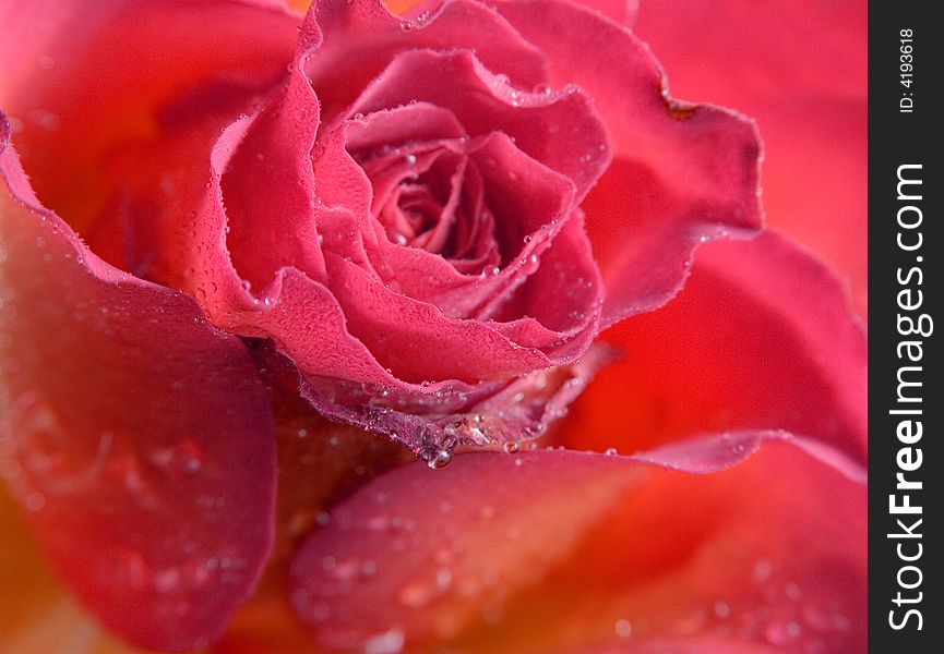 Rose Background Texture