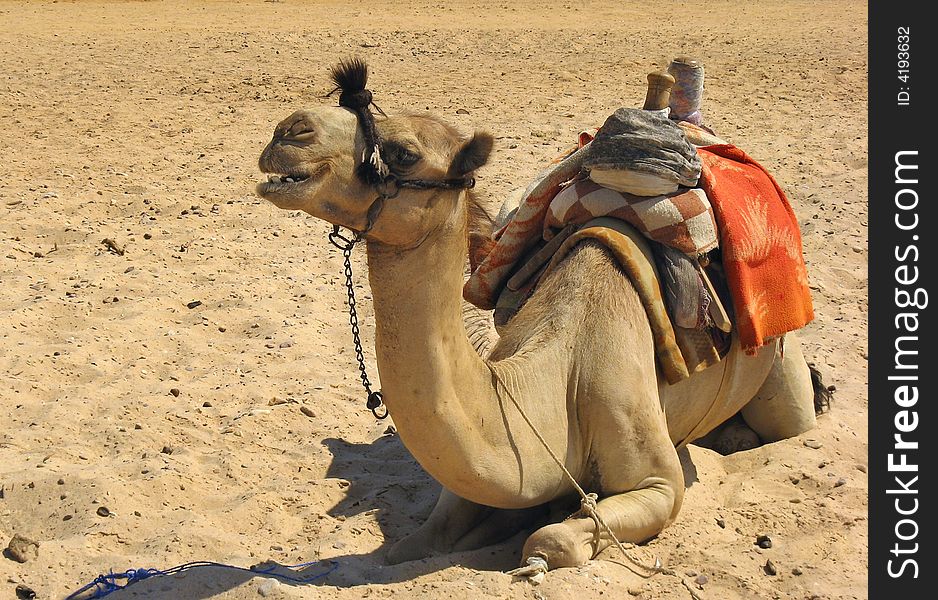 Egypt- detail camel in sand