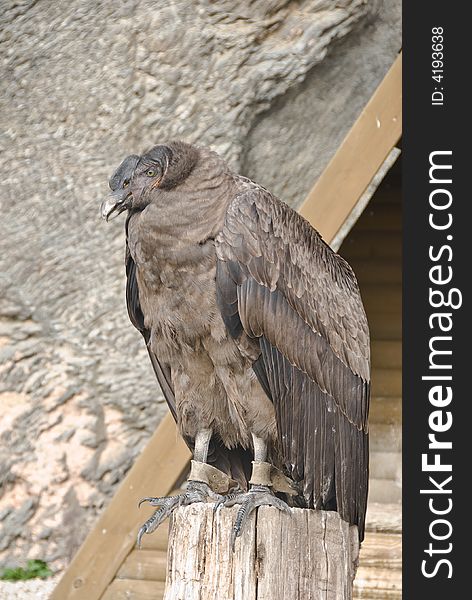 Andes Condor. Birds show in Chateau Bouillon, Belgium.