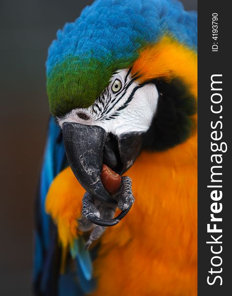 The Blue Macaw