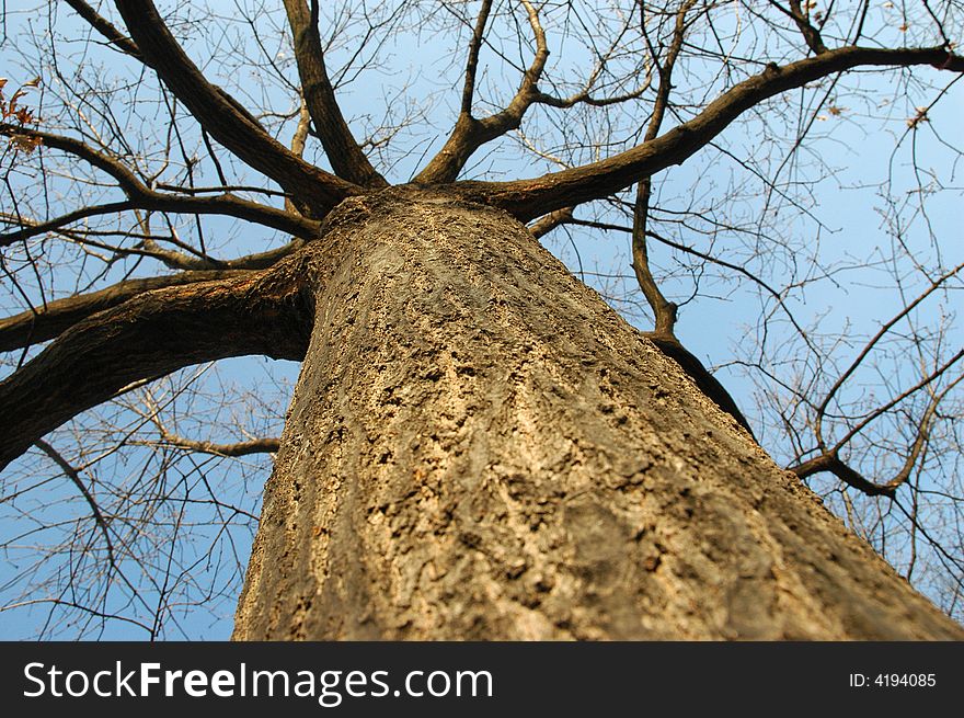 Tree in autums scene with branches without leaves. Tree in autums scene with branches without leaves