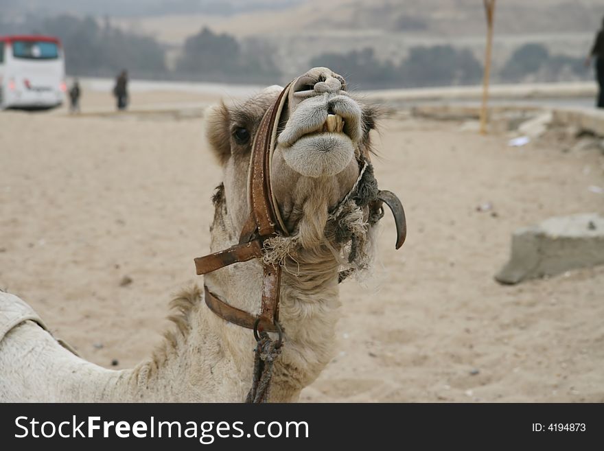 Funny camel with bad teath
