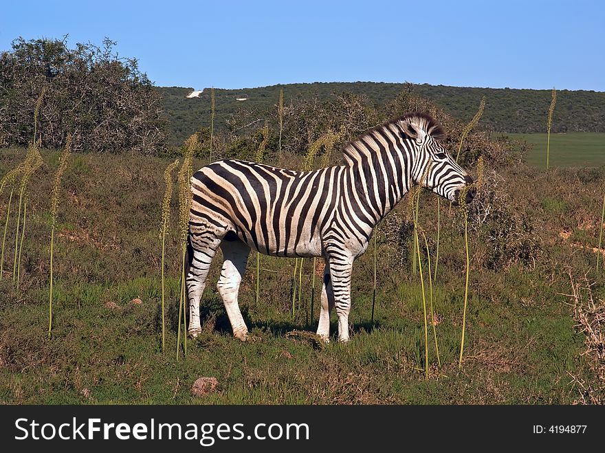 African zebra in savannah of national park of south aafrica