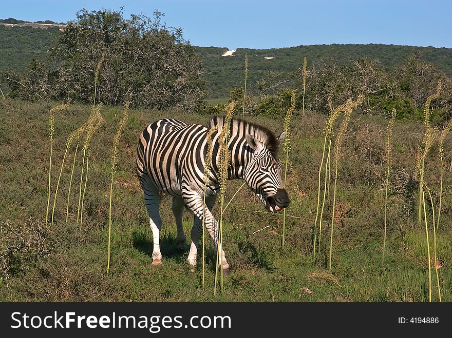 Smiling african zebra in savanna national park of South Africa