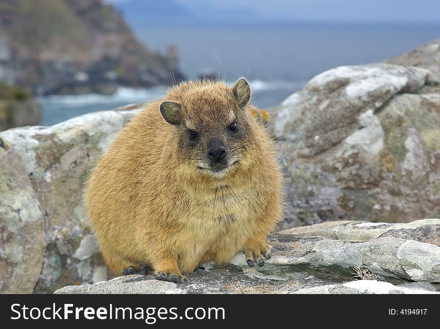 African rock hyrax - dassie, mountains inhabitant. like hamster but elephant relative. African rock hyrax - dassie, mountains inhabitant. like hamster but elephant relative