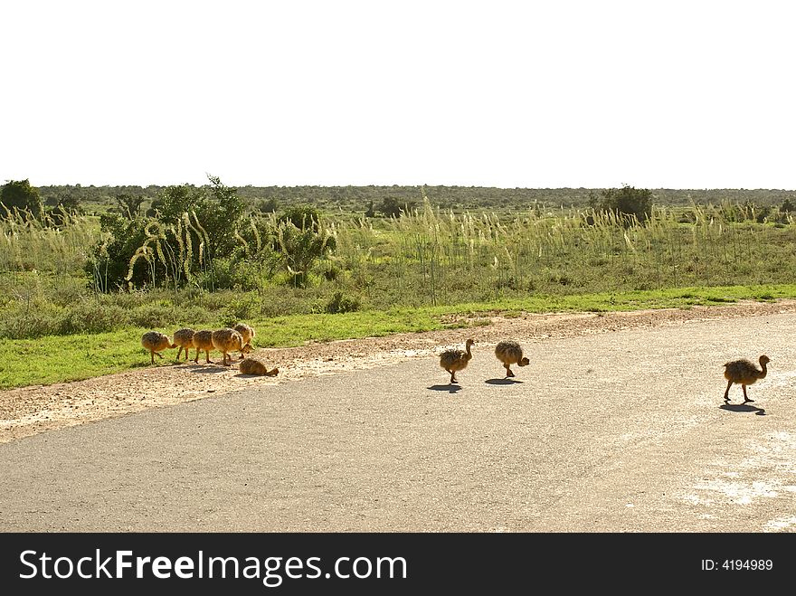 Group of little ostrich chickens crossing safari road in national park of South Africa