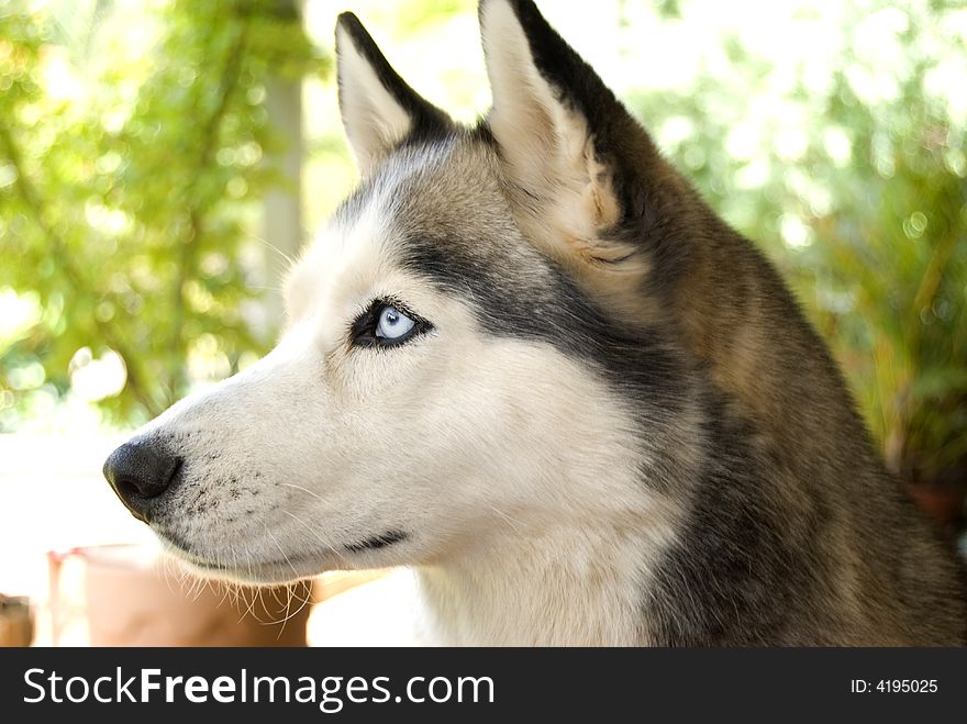 Husky staring and listening to something of . Husky staring and listening to something of ...