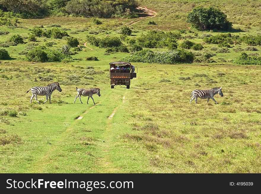 Zebra Family Crossing Road Behind Safari Truck