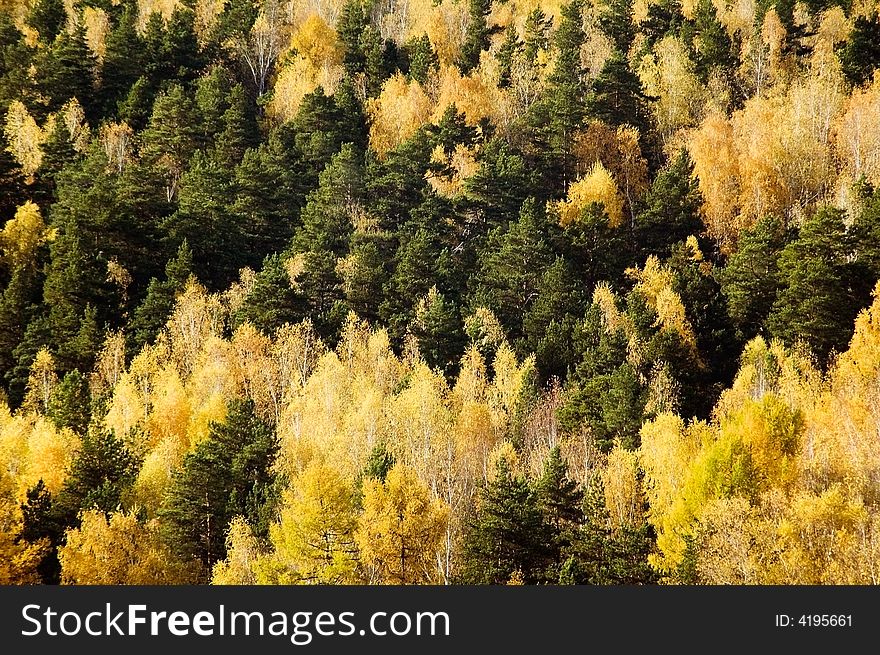 View on the autumn forest where birch-trees leaves coloured in yellow