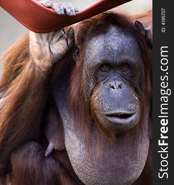 The orangutan with silly face