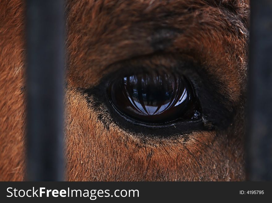 Horse S Eye