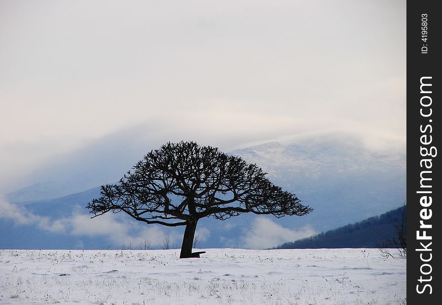 Symmetric tree stands in a mountainous field