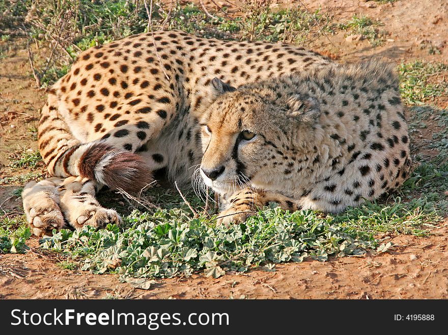 Cheetah Resting