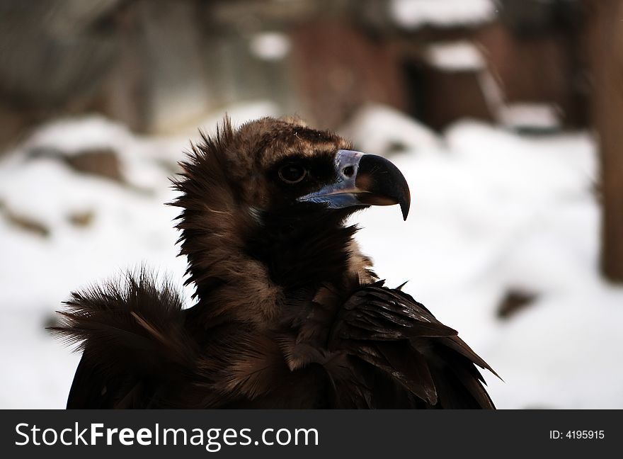Proud eagle in the snowy zoo