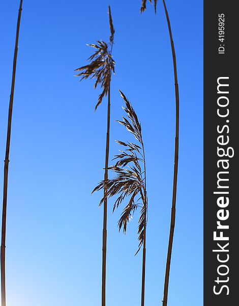 Reed's silhouette over the blue sky. Reed's silhouette over the blue sky