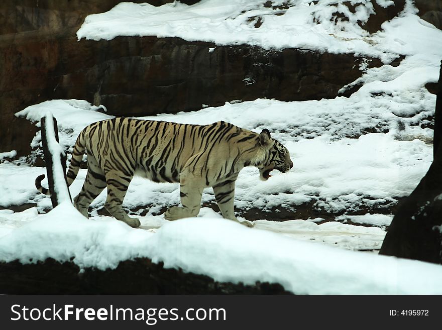 White tiger in the snowy zoo