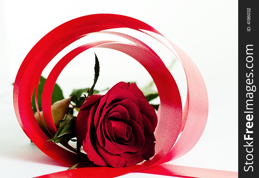 Red rose in circles of red ribbons around on white background. Red rose in circles of red ribbons around on white background