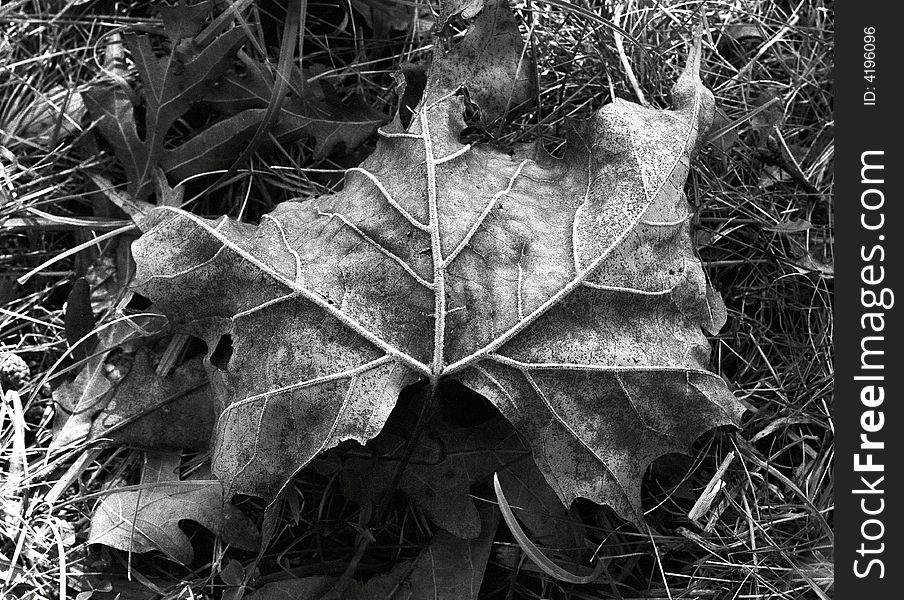 Fallen leaf in black and white. Fallen leaf in black and white