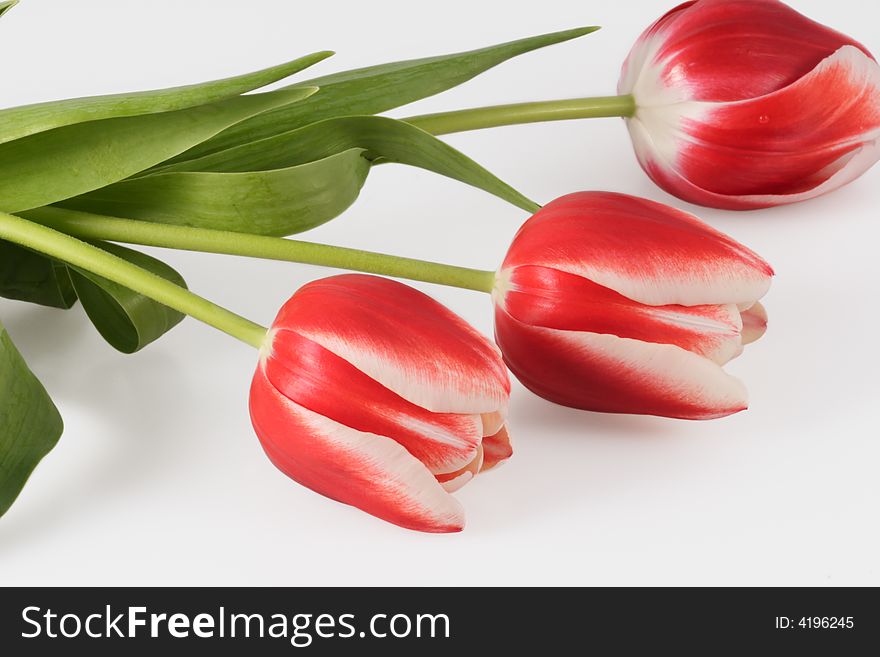 Three red and white tulips bouquet. Three red and white tulips bouquet