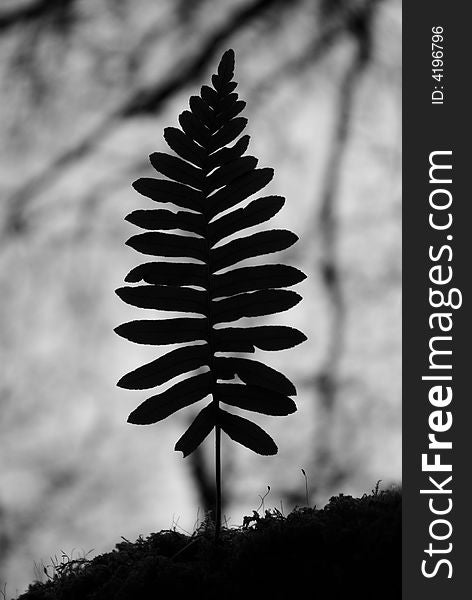 Near-silhouette image of a small tree fern. Near-silhouette image of a small tree fern