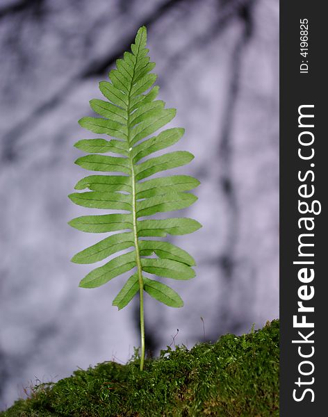Image of a young tree fern growing on the branch of a tree with moss. Image of a young tree fern growing on the branch of a tree with moss