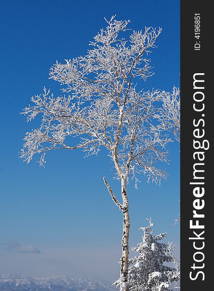 Frosty birch and deep blue sky background. Frosty birch and deep blue sky background