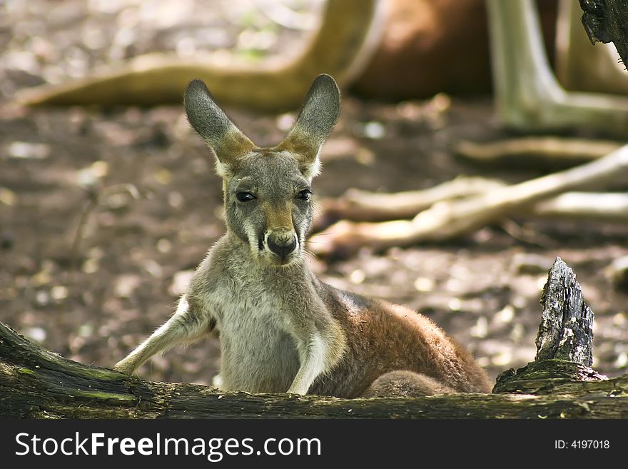This is a photo of a baby Kangaroo taken at the Kansas City Zoo. Baby kangaroos are known as joeys. This is a photo of a baby Kangaroo taken at the Kansas City Zoo. Baby kangaroos are known as joeys.