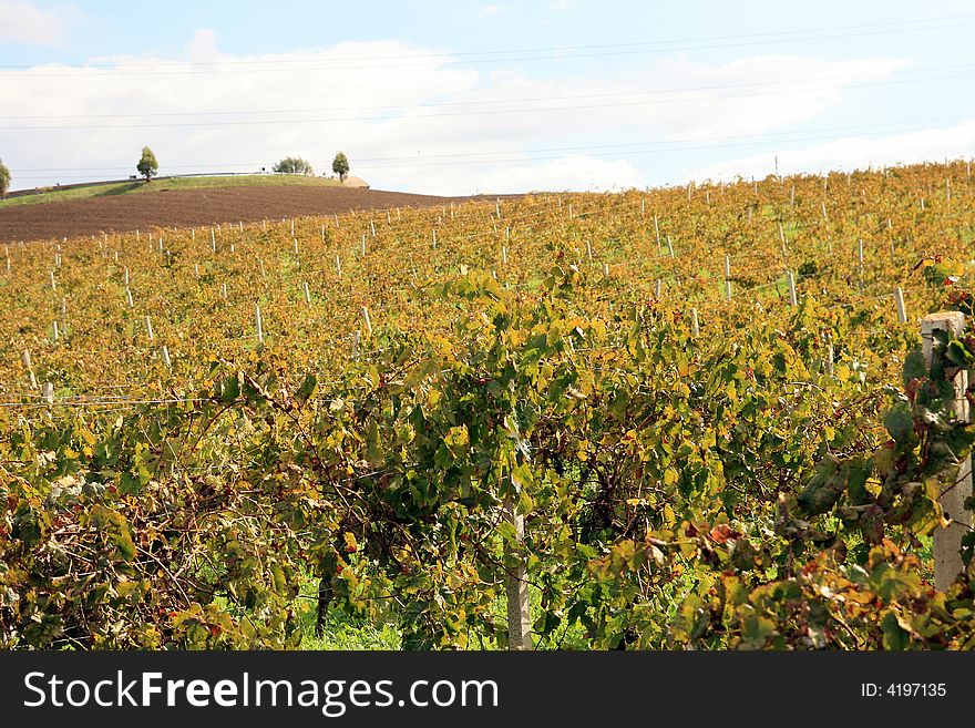 Beautiful autumn country landscape. cultivated land and golden vineyards, hill and blue sky & clouds. Sicily, Italy. Beautiful autumn country landscape. cultivated land and golden vineyards, hill and blue sky & clouds. Sicily, Italy