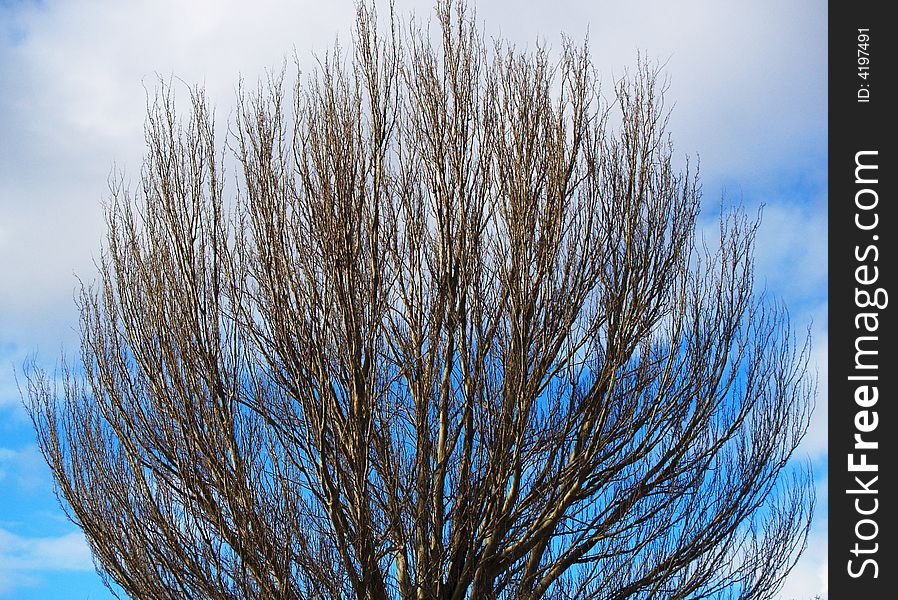 A curved tree with a blue background.