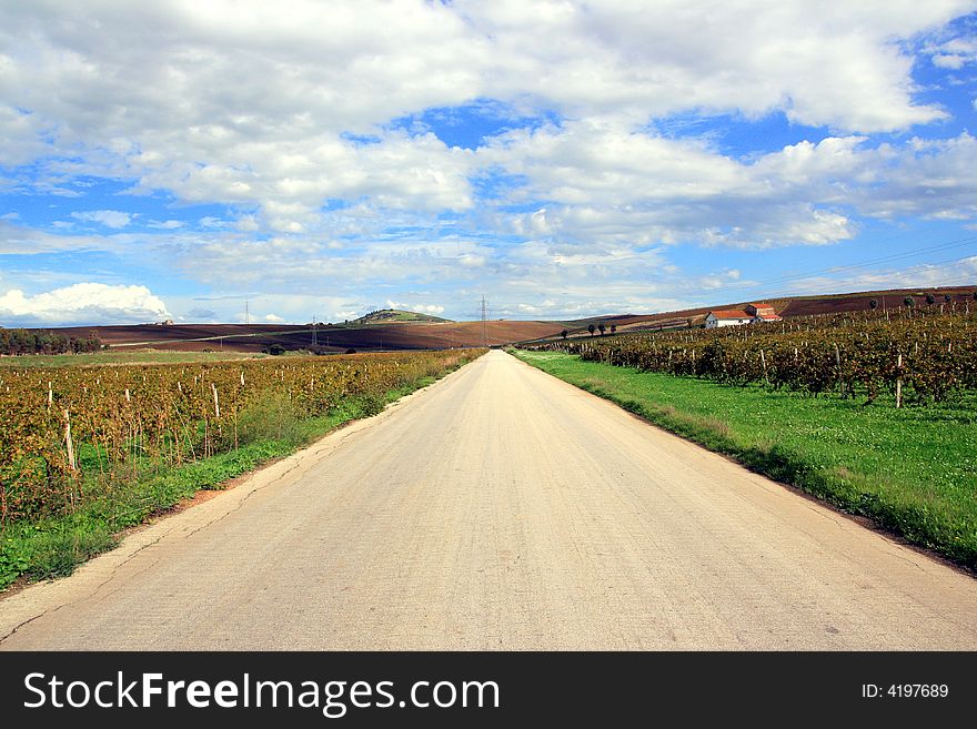 Straight line across county. Road in the autumn vineyards, green & gold Country. Autumnal travel background. Sicily. Straight line across county. Road in the autumn vineyards, green & gold Country. Autumnal travel background. Sicily