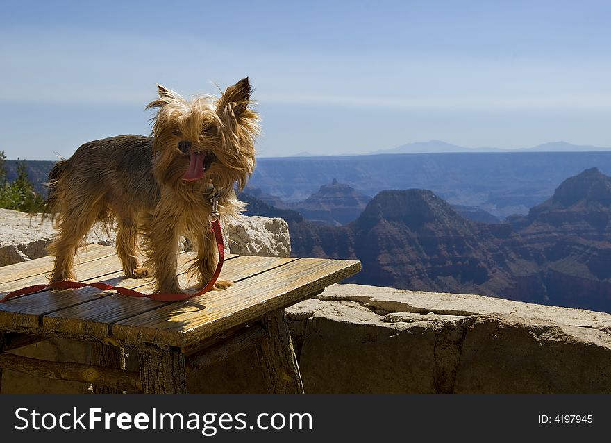 A dog enjoys the views from the North Rim Lodge at the Grand Canyon. A dog enjoys the views from the North Rim Lodge at the Grand Canyon.