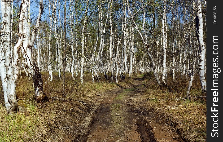 Birch Forest In Kamchatka