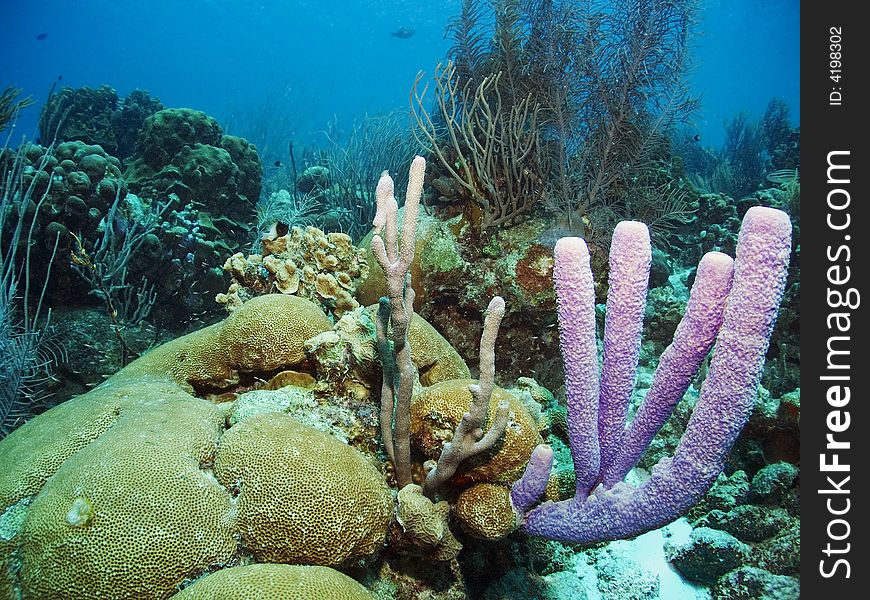 Corals and sponges in the Craribbean Sea. Corals and sponges in the Craribbean Sea