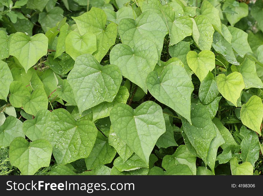 Green leaves of wild grape. Green leaves of wild grape