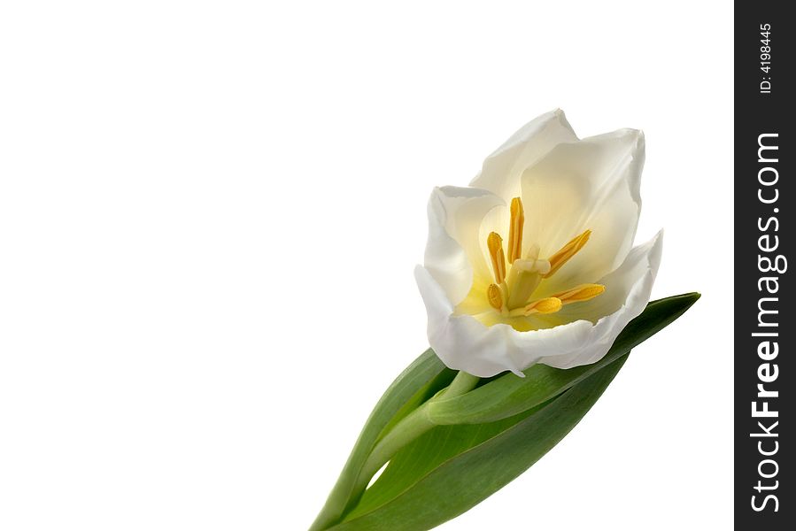 White tulip on a white background