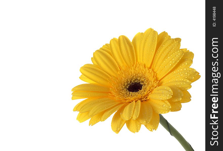 Yellow gerber on a white background