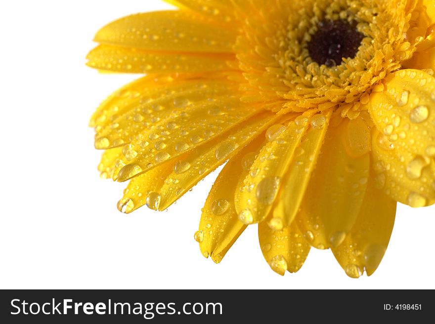 Yellow gerber on a white background