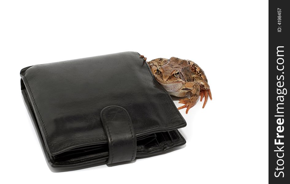 The happy frog embraces a wallet. The happy frog embraces a wallet