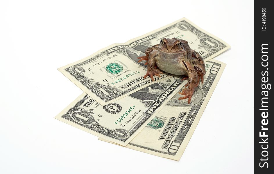 The frog sits on dollars. The frog sits on dollars