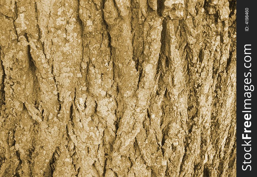 Photography of old tree bark
