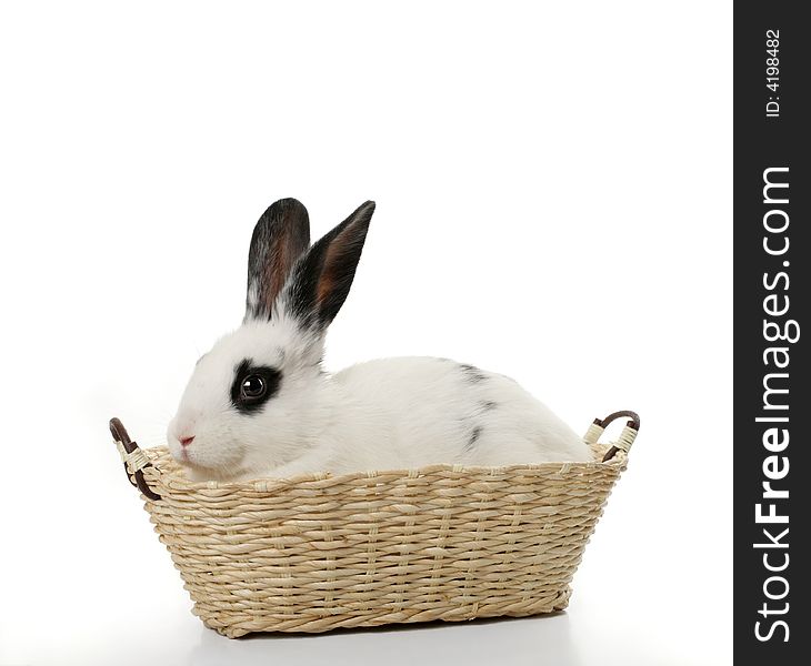 Close up portrait of cute rabbit in basket