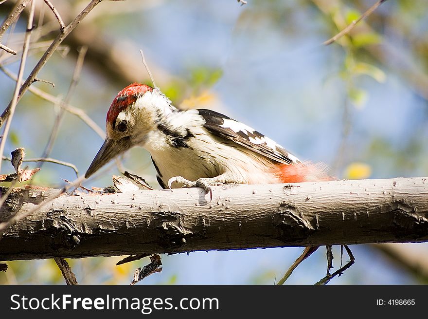 Woodpecker, The Wood Visitor red-headed black