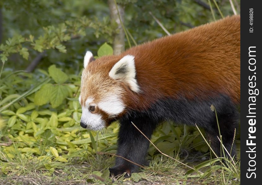 Close up of a red panda